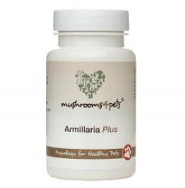 Armillaria Plus - 60 capsules